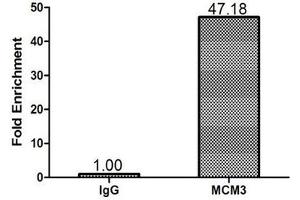 Chromatin Immunoprecipitation 293T (1.
