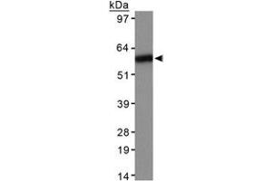 Western blot analysis of TERF1 in HeLa whole cell extracts using TERF1 monoclonal antibody, clone 57-6 . (TRF1 anticorps)