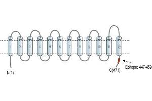 Representative domain view of the target of ABIN7885040.