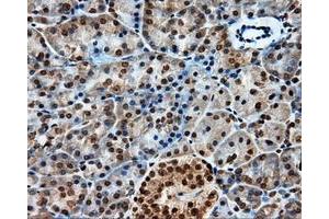 Immunohistochemical staining of paraffin-embedded liver tissue using anti-PTPRE mouse monoclonal antibody. (PTPRE anticorps)
