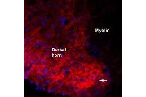 Expression of proBDNF in rat spinal cord - Immunohistochemical staining of immersion-fixed, free floating rat spinal cord frozen sections using Guinea pig Anti-proBDNF Antibody (ABIN7043557, ABIN7045388 and ABIN7045389), (1:1000). (Pro BDNF anticorps  (AA 72-88))