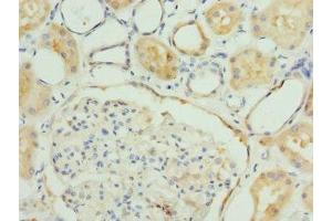 Immunohistochemistry of paraffin-embedded human kidney tissue using ABIN7152793 at dilution of 1:100 (FGF19 anticorps  (AA 25-216))