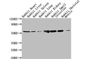 Western Blot Positive WB detected in: Rabbit heatrt tissue, Rabbit liver tissue, Rabbit spleen tissue, Rabbit lung tissue, Rabbit kidney tissue, Rabbit small intestine tissue, Rabbit skeletal muscle tissue All lanes: TUBA1A antibody at 1:5000 Secondary Goat polyclonal to Mouse IgG at 1/10000 dilution Predicted band size: 52 kDa Observed band size: 52 kDa