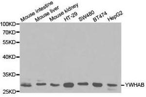 Western Blotting (WB) image for anti-14-3-3 alpha + beta (YWHAB) antibody (ABIN1875376) (YWHAB anticorps)