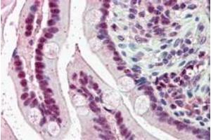ABIN185160 (5µg/ml) staining of paraffin embedded Human Small Intestine.
