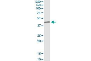 Immunoprecipitation of TRIM63 transfected lysate using anti-TRIM63 MaxPab rabbit polyclonal antibody and Protein A Magnetic Bead , and immunoblotted with TRIM63 purified MaxPab mouse polyclonal antibody (B01P) .