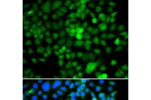 Immunofluorescence analysis of A549 cells using NAP1L3 Polyclonal Antibody (NAP1L3 anticorps)