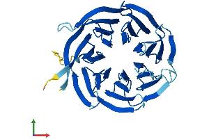 AlphaFold protein structure predicition of Human Recombinant RACK1 Protein, UniprotID P63244