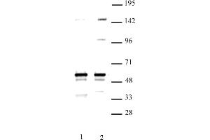 MINA antibody (pAb) tested by Western blot. (MINA anticorps  (C-Term))