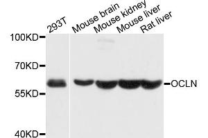 Western blot analysis of extracts of various cell lines, using OCLN antibody (ABIN4904607) at 1:1000 dilution. (Occludin anticorps)