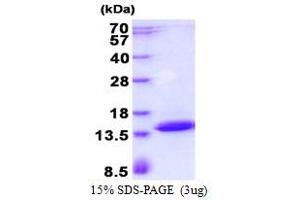 Polymerase (RNA) II (DNA Directed) Polypeptide J3 (POLR2J3) (AA 1-115) protein (His tag)