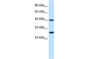 WB Suggested Anti-PSMD4 Antibody Titration:  0. (PSMD4/ASF anticorps  (N-Term))