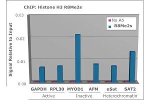Chromatin Immunoprecipitation of Histone H3 [Sym-dimethyl Arg8] Antibody. (Histone 3 anticorps  (H3R8me2s))