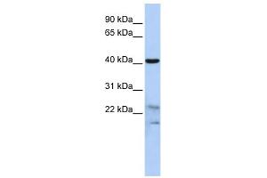 WB Suggested Anti-SCRN2 Antibody Titration: 0. (SCRN2 anticorps  (N-Term))