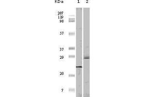 Western blot analysis using 4E-BP1 mouse mAb against truncated 4E-BP1 recombinant protein(1)and A431 cell lysate (2). (eIF4EBP1 anticorps)