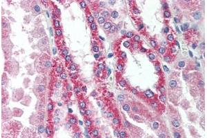 Human Kidney (formalin-fixed, paraffin-embedded) stained with SNF1LK2 antibody ABIN297633 at 10 ug/ml followed by biotinylated goat anti-rabbit IgG secondary antibody ABIN481713, alkaline phosphatase-streptavidin and chromogen.