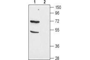 Western blot analysis of mouse kidney lysate: - 1. (SLC1A1 anticorps  (C-Term, Intracellular))