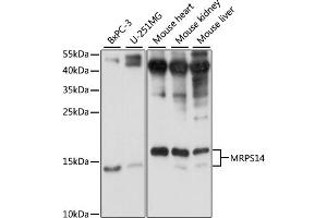 Western blot analysis of extracts of various cell lines, using MRPS14 antibody (ABIN7270013) at 1:1000 dilution. (RPS14 anticorps  (AA 1-128))