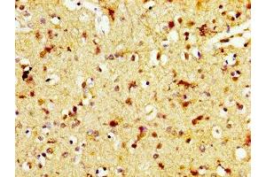 IHC image of ABIN7172324 diluted at 1:600 and staining in paraffin-embedded human brain tissue performed on a Leica BondTM system. (TAAR5 anticorps  (AA 1-34))