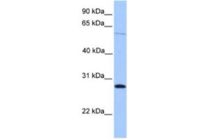 Western Blotting (WB) image for anti-Cerebellin 4 Precursor (CBLN4) antibody (ABIN2463524)