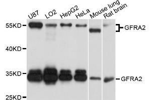 Western blot analysis of extract of various cells, using GFRA2 antibody. (GFRA2 anticorps)