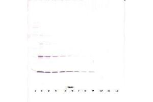 Image no. 3 for anti-Leptin (LEP) antibody (ABIN465530) (Leptin anticorps)