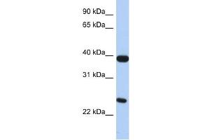 GPR15 antibody (70R-10504) used at 0. (GPR15 anticorps  (N-Term))