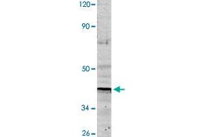 Western blot analysis of HeLa cell lysate with ND1 polyclonal antibody  at 1:500 dilution. (MT-ND1 anticorps)