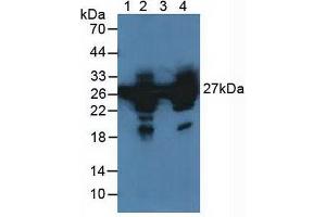Figure. (HSP27 anticorps  (AA 1-201))