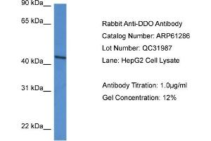 Western Blotting (WB) image for anti-D-Aspartate Oxidase (DDO) (N-Term) antibody (ABIN2788752)