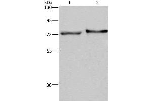 Western Blot analysis of Mouse skin tissue and HT-29 cell using TRIM29 Polyclonal Antibody at dilution of 1:450 (TRIM29 anticorps)