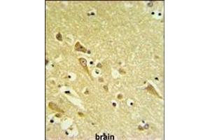 AF1 Antibody (N-term) (ABIN651253 and ABIN2840155) IHC analysis in formalin fixed and raffin embedded human brain tissue followed by peroxidase conjugation of the secondary antibody and DAB staining. (PAAF1 anticorps  (N-Term))