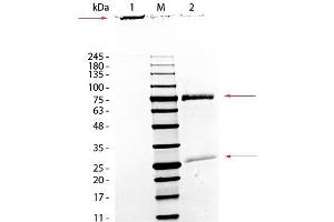SDS-PAGE of Monkey IgM Whole Molecule. (Singe IgM Isotype Control)