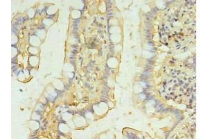 Immunohistochemistry of paraffin-embedded human small intestine tissue using ABIN7145650 at dilution of 1:100 (BRINP2 anticorps  (AA 34-300))