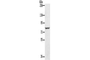 Western Blotting (WB) image for anti-Ring Finger Protein 43 (RNF43) antibody (ABIN2433704) (RNF43 anticorps)