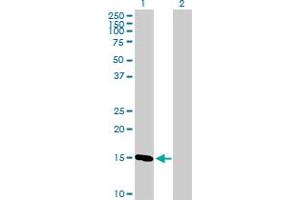 Western Blot analysis of COX4I1 expression in transfected 293T cell line by COX4I1 MaxPab polyclonal antibody.