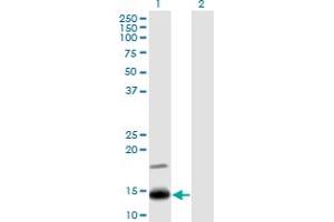 Western Blot analysis of IFITM2 expression in transfected 293T cell line by IFITM2 monoclonal antibody (M14), clone 1F2. (IFITM2 anticorps  (AA 1-59))