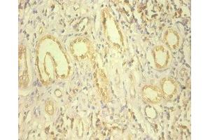 Immunohistochemistry of paraffin-embedded human kidney tissue using ABIN7151703 at dilution of 1:100