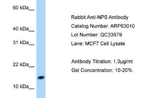 Western Blotting (WB) image for anti-Neuropeptide S (NPS) (N-Term) antibody (ABIN971284) (NPS anticorps  (N-Term))