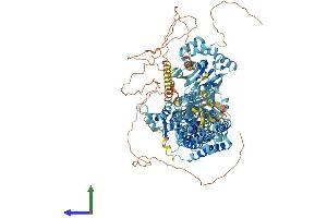 AlphaFold protein structure predicition of Human Recombinant ATP2B4 Protein, UniprotID P23634
