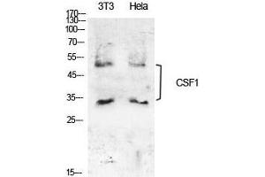 Western Blot (WB) analysis of NIH-3T3, HeLa cells using M-CSF Polyclonal Antibody. (M-CSF/CSF1 anticorps  (Internal Region))