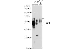Western blot analysis of extracts of various cell lines, using CD46 antibody (ABIN3022325, ABIN3022326, ABIN1512715, ABIN1513898 and ABIN6218741) at 1:1000 dilution.