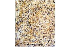 Formalin-fixed and paraffin-embedded human kidney reacted with BARON Antibody (Center), which was peroxidase-conjugated to the secondary antibody, followed by DAB staining. (Rubicon anticorps  (AA 656-684))
