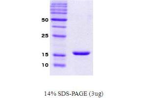SDS-PAGE (SDS) image for Synuclein, alpha (SNCA) protein (ABIN666672) (SNCA Protéine)