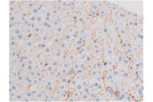 ABIN6267484 at 1/200 staining Rat liver tissue sections by IHC-P.