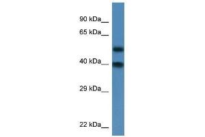 Western Blot showing Nup37 antibody used at a concentration of 1. (NUP37 anticorps  (N-Term))