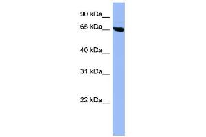 SHC3 antibody used at 1 ug/ml to detect target protein. (SHC3 anticorps)