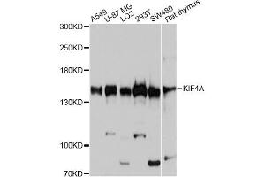 Western blot analysis of extracts of various cell lines, using KIF4A antibody (ABIN6003878) at 1:7000 dilution. (KIF4A anticorps)