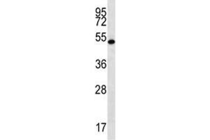 RNF8 antibody western blot analysis in mouse spleen tissue lysate.
