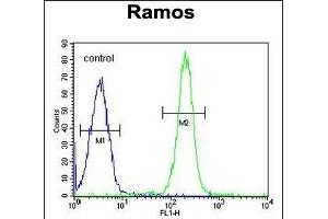 TTC9C Antibody (N-term) (ABIN655122 and ABIN2844752) flow cytometric analysis of Ramos cells (right histogram) compared to a negative control cell (left histogram).